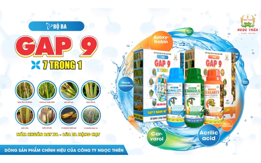 Bệnh lem lép hạt trên lúa và các giải pháp phòng trừ hiệu quả nhất