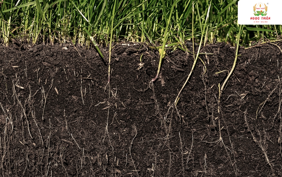 Kich-Ra-Re-Humic