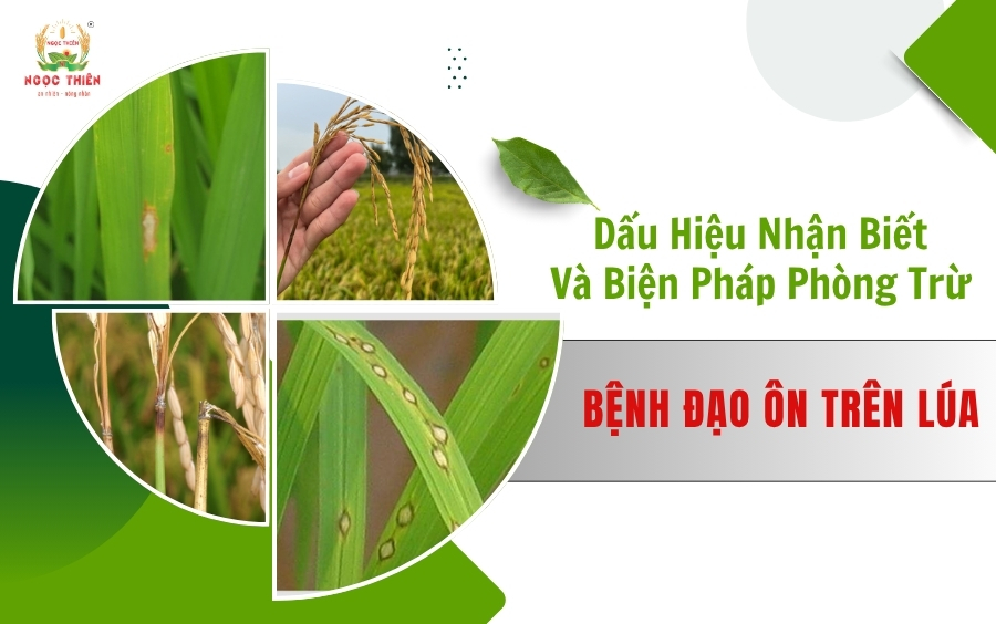 Bệnh Đạo Ôn Trên Lúa Nhận Biết Và Phòng Trừ
