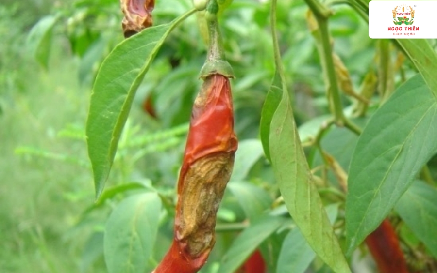 Cong-Dung-Nofacol