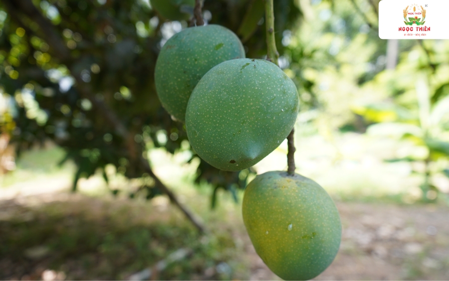 Dam-Ca-Humate-Duong-Trai-Dep