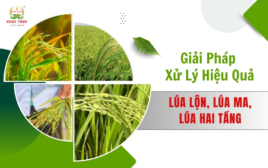 Xử Lý Lúa Lộn Lúa Ma