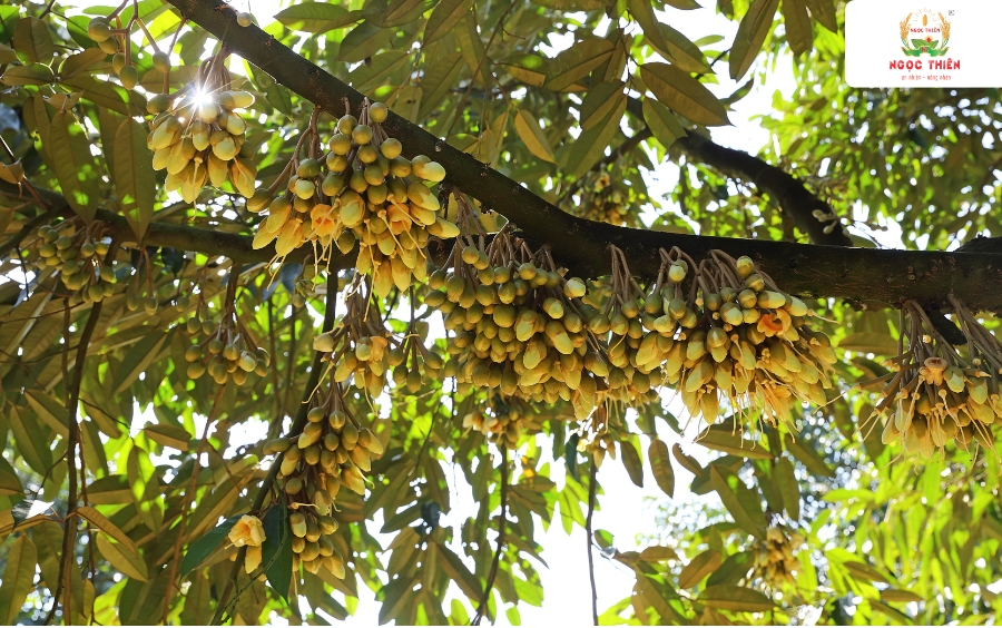 Cong-Dung-Paclo-30-Sau-Rieng