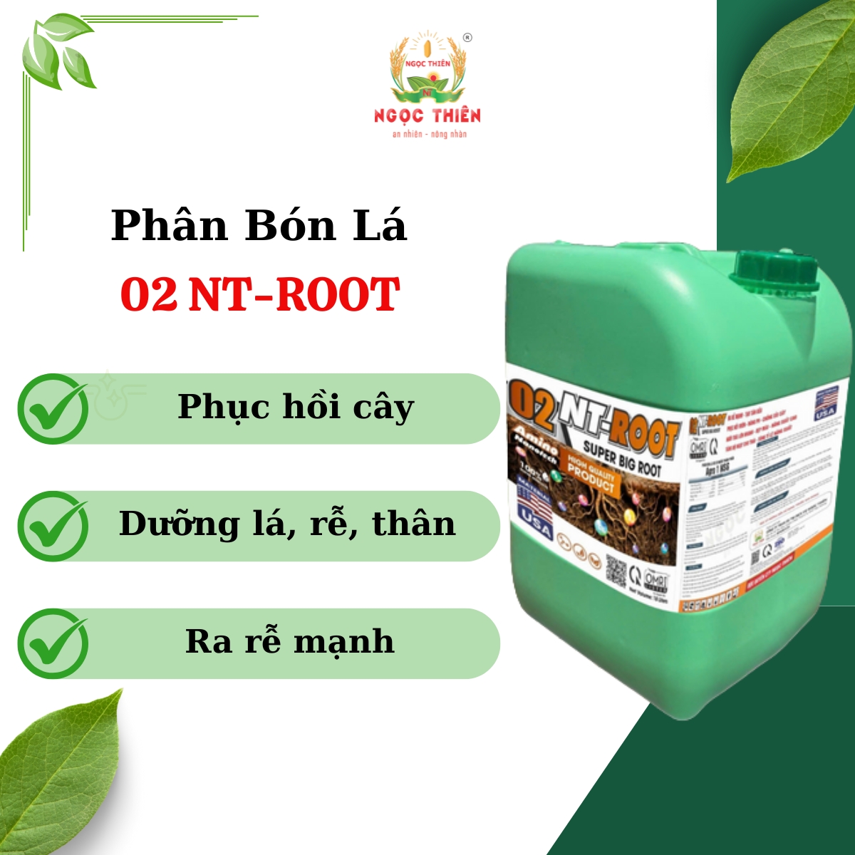 Phan-Bon-La-02-NT-Root 02-NT-Root-Phan-Bon-La