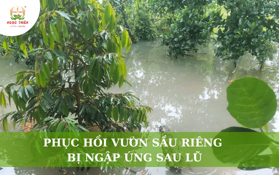 Phục Hồi Vườn Sầu Riêng Bị Ngập Úng Sau Lũ