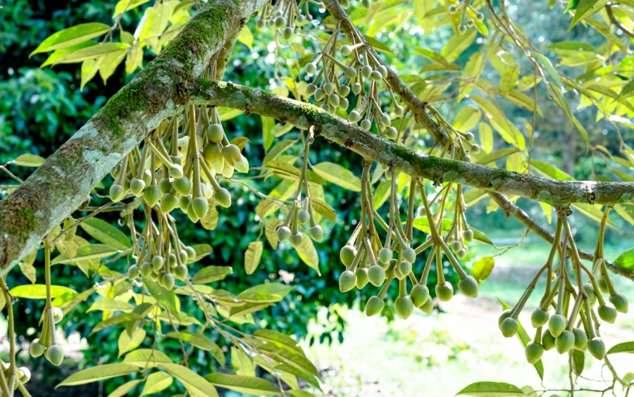 Phục Hồi Vườn Sầu Riêng Bị Ngập Úng Sau Lũ