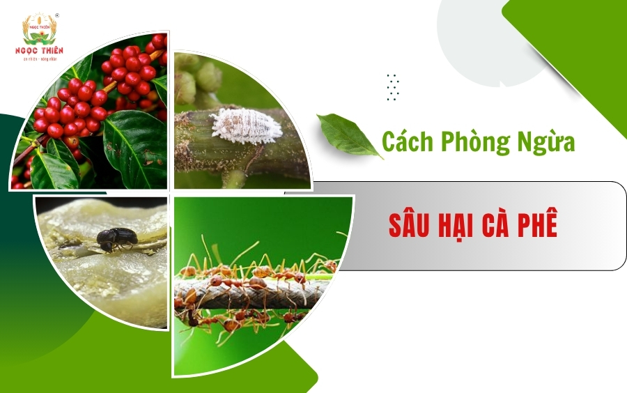 Các loại sâu bệnh hại cà phê và cách phòng ngừa
