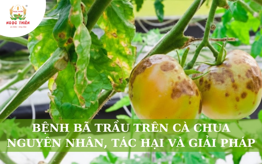 Bệnh Bã Trầu Trên Cà Chua: Nguyên Nhân, Tác Hại Và Giải Pháp