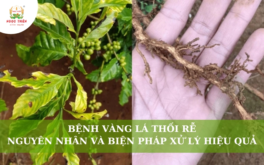 Bệnh Vàng Lá Thối Rễ: Nguyên Nhân và Biện Pháp Xử Lý Hiệu Quả