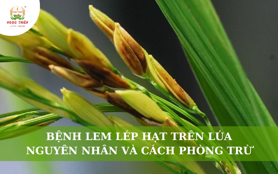 Bệnh lem lép hạt trên lúa và các giải pháp phòng trừ hiệu quả nhất