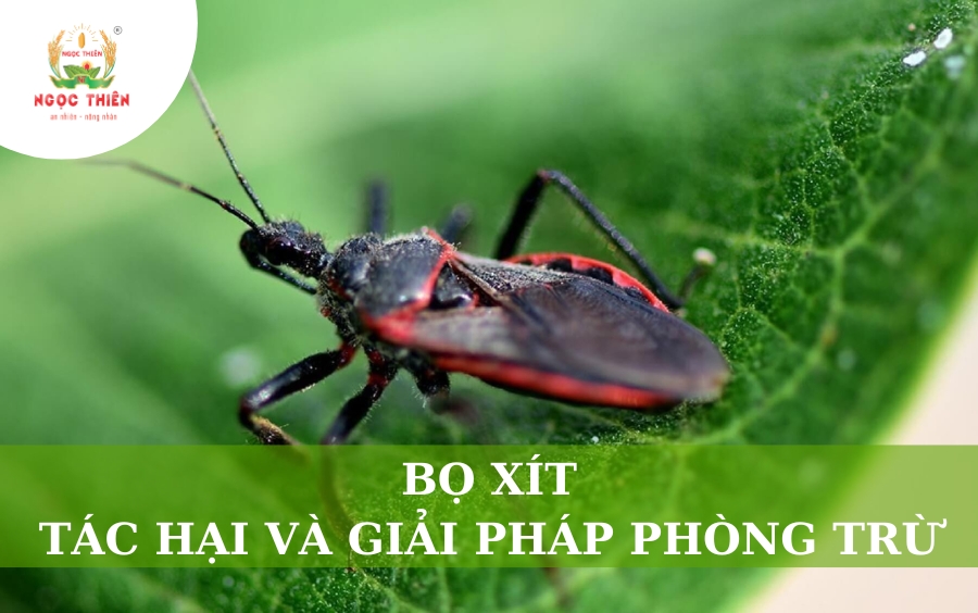Bọ Xít Là Gì? Tác Hại & Giải Pháp Phòng Trừ