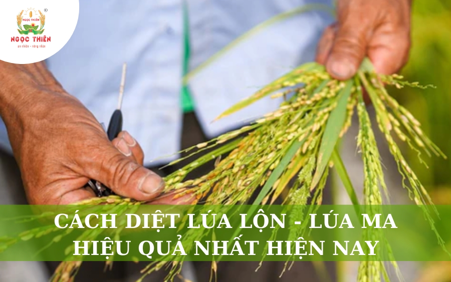 Cách Diệt Lúa Lộn, Lúa Ma Hiệu Quả Nhất Hiện Nay