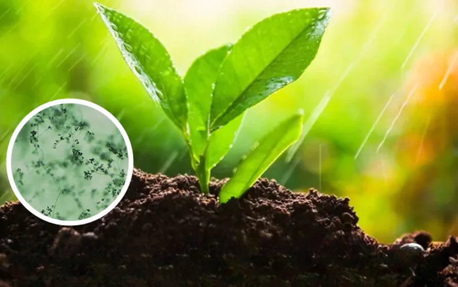 Trichoderma Là Gì? 5+ Công Dụng Và Cách Dùng Hiệu Quả