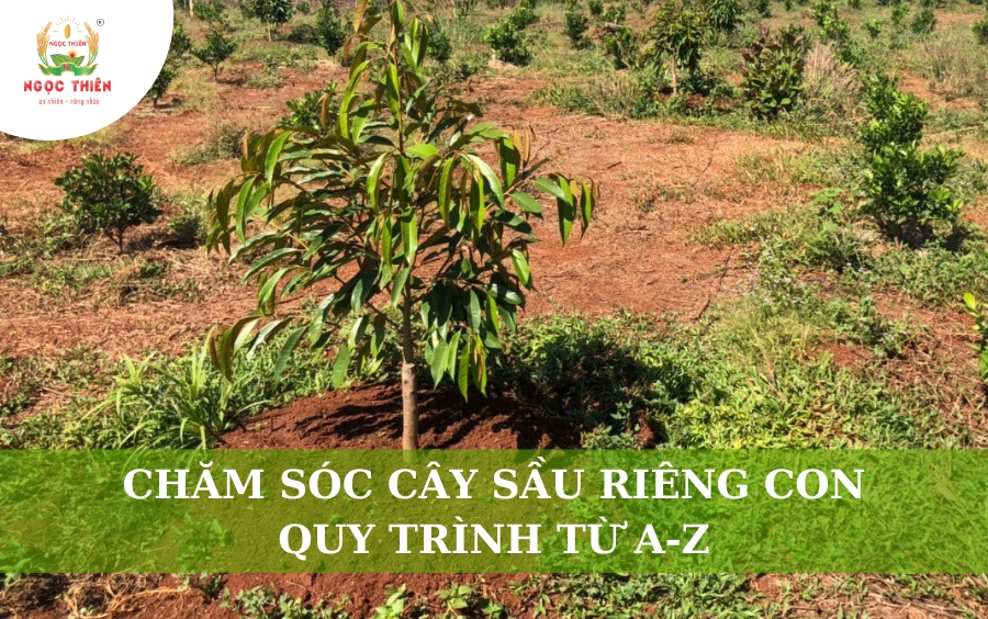 Chăm Sóc Cây Sầu Riêng Con: Quy Trình Chuẩn Từ A-Z