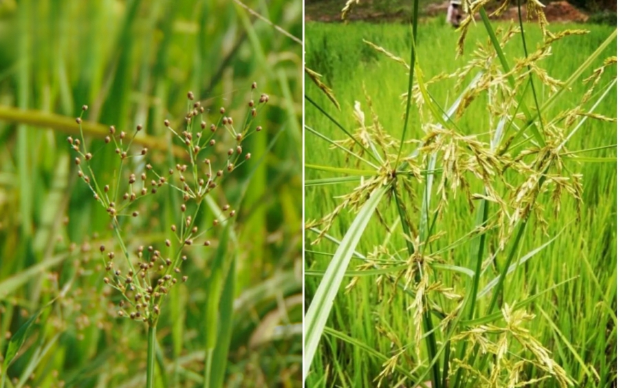 Nhóm Cỏ Chác Lác: Đặc Điểm, Tác Hại & Biện Pháp Phòng Trừ Hiệu Quả