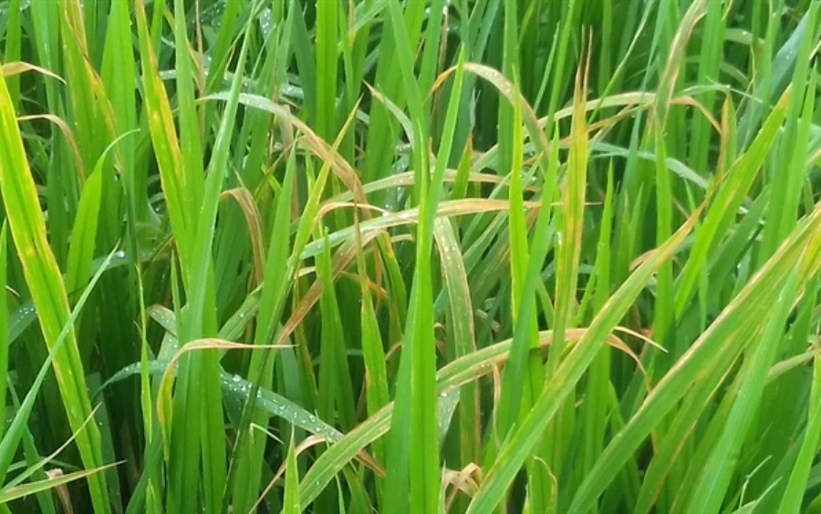 Kasugamycin Và Những Điều Cần Lưu Ý