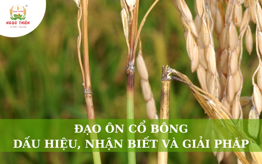 Đạo Ôn Cổ Bông: Dấu Hiệu, Nhận Biết Và Giải Pháp