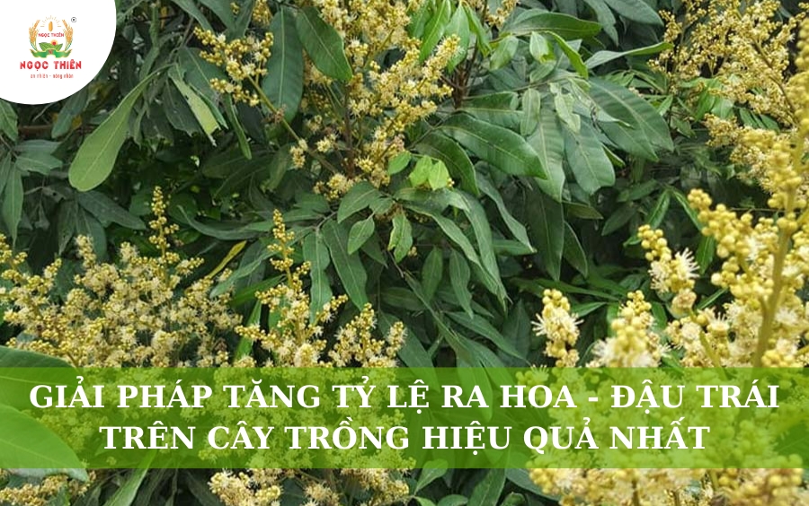 Giải pháp ra hoa đậu trái cho cây trồng hiệu quả