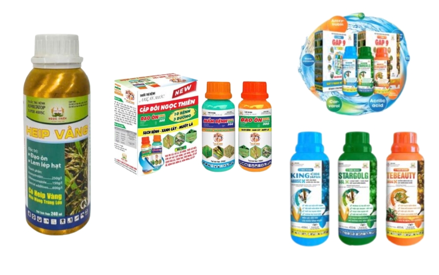 Đạo Ôn Cổ Bông: Dấu Hiệu, Nhận Biết Và Giải Pháp