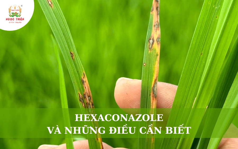 Hexaconazole Và Những Điều Cần Biết