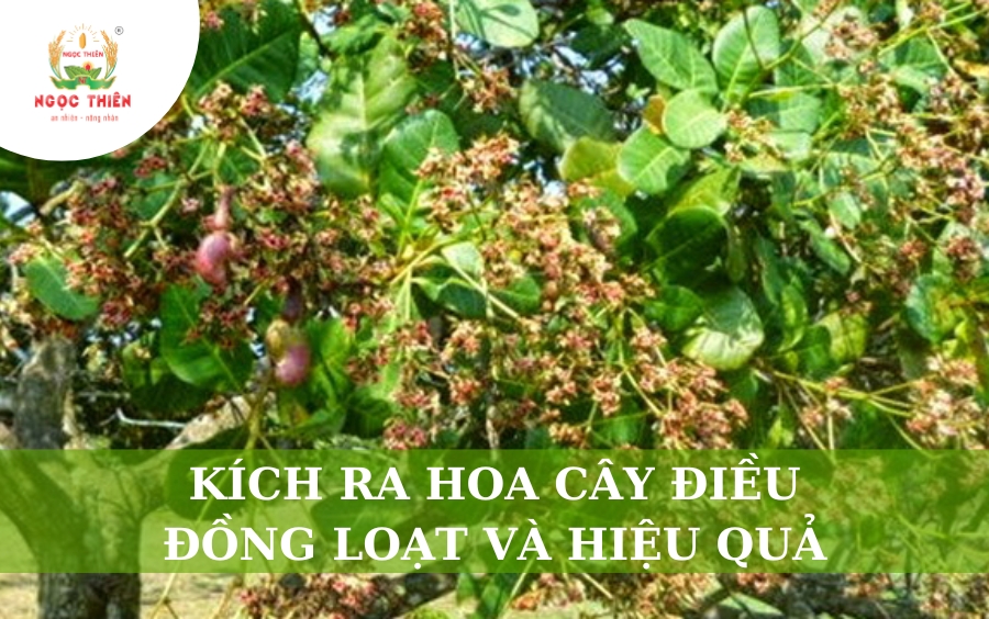 Kích Ra Hoa Cây Điều: Đồng Loạt Và Hiệu Quả