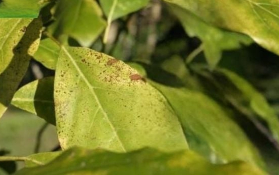Vàng Lá Cây Bơ: Nguyên Nhân Và Cách Xử Lý