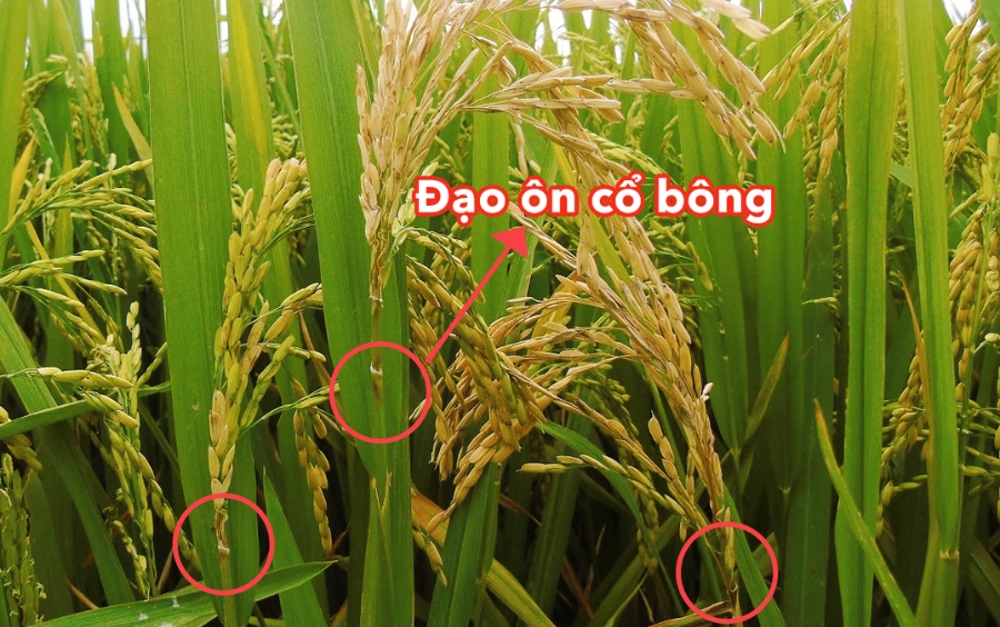 Đạo Ôn Cổ Bông: Dấu Hiệu, Nhận Biết Và Giải Pháp