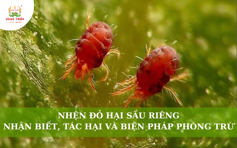 Nhện Đỏ Hại Sầu Riêng: Nhận Biết, Tác Hại và Biện Pháp Phòng Trừ