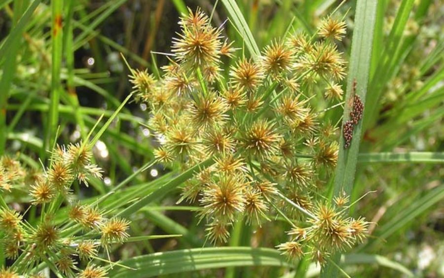 Nhóm Cỏ Chác Lác: Đặc Điểm, Tác Hại & Biện Pháp Phòng Trừ Hiệu Quả