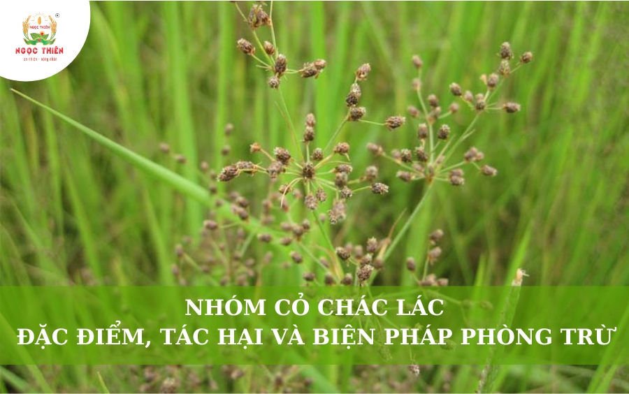 Nhóm Cỏ Chác Lác: Đặc Điểm, Tác Hại & Biện Pháp Phòng Trừ Hiệu Quả