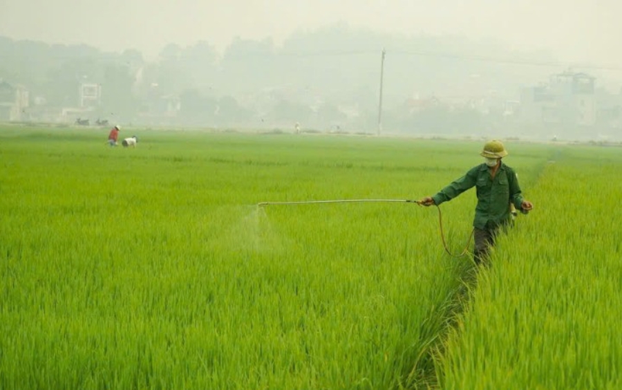 Đạo Ôn Cổ Bông: Dấu Hiệu, Nhận Biết Và Giải Pháp