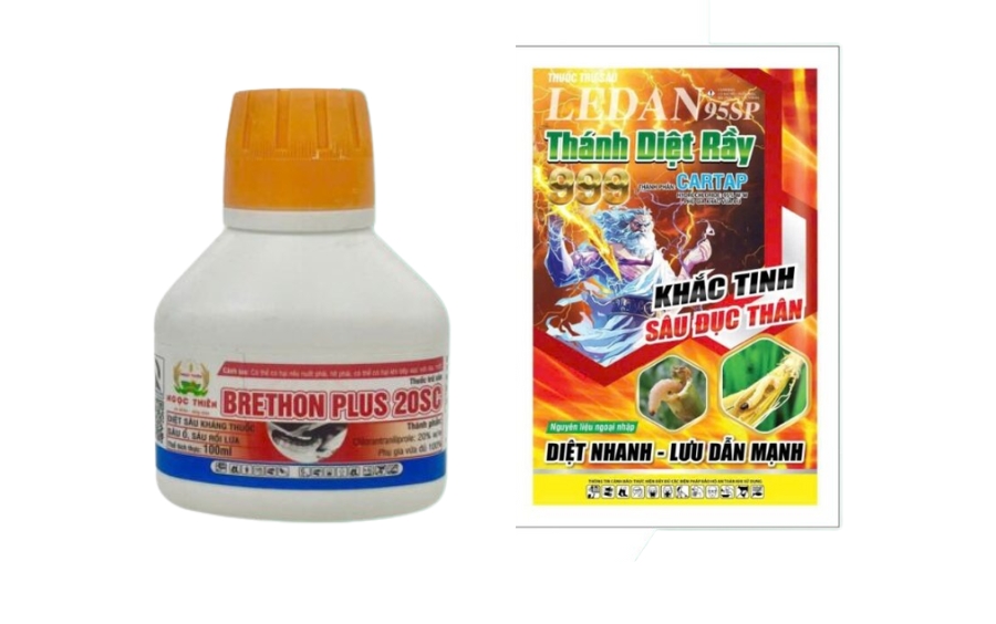 Sâu Đục Trái Sầu Riêng: Tác Hại & Giải Pháp Phòng Trừ Hiệu Quả