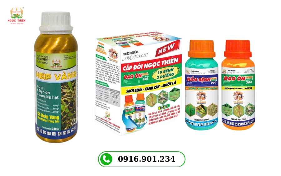 Bệnh lem lép hạt trên lúa và các giải pháp phòng trừ hiệu quả nhất