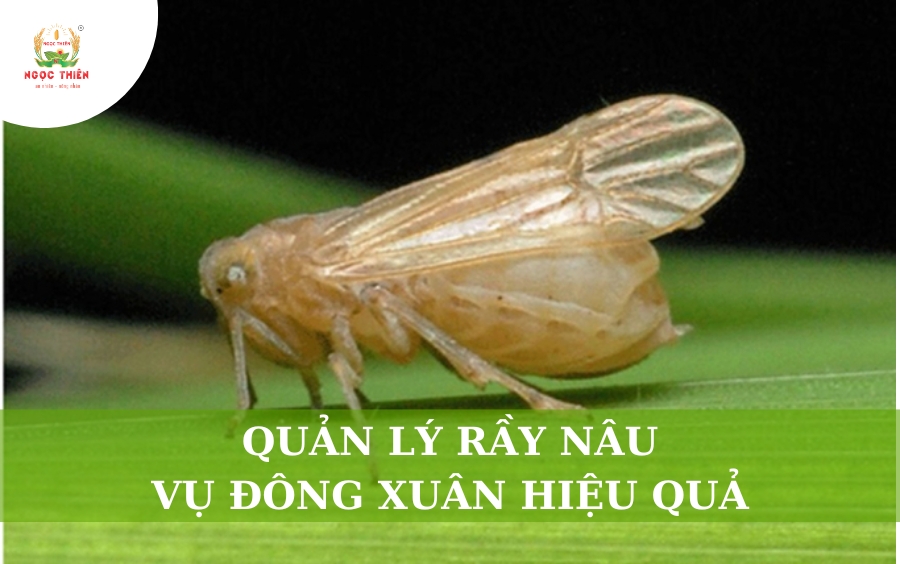 Quản Lý Rầy Nâu Vụ Đông Xuân Hiệu Quả: Hướng Dẫn Từ A-Z