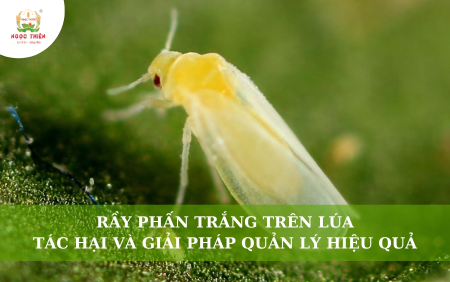 Rầy Phấn Trắng Trên Lúa: Tác Hại Và Giải Pháp Quản Lý Hiệu Quả