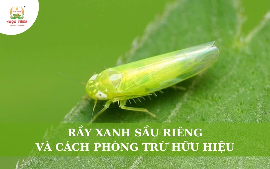 Rầy xanh sầu riêng và biện pháp quản lý rầy xanh hiệu quả
