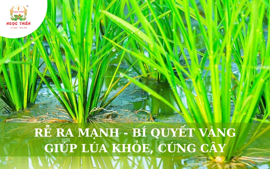 Rễ Ra Mạnh: Bí Quyết Vàng Giúp Lúa Khỏe, Cứng Cây