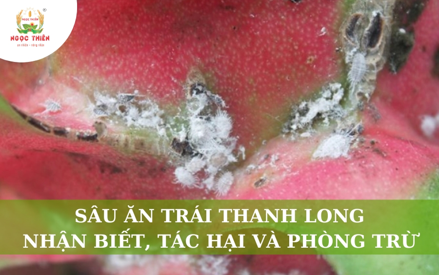 Sâu Ăn Trái Thanh Long: Nhận Diện, Tác Hại & Phòng Trừ