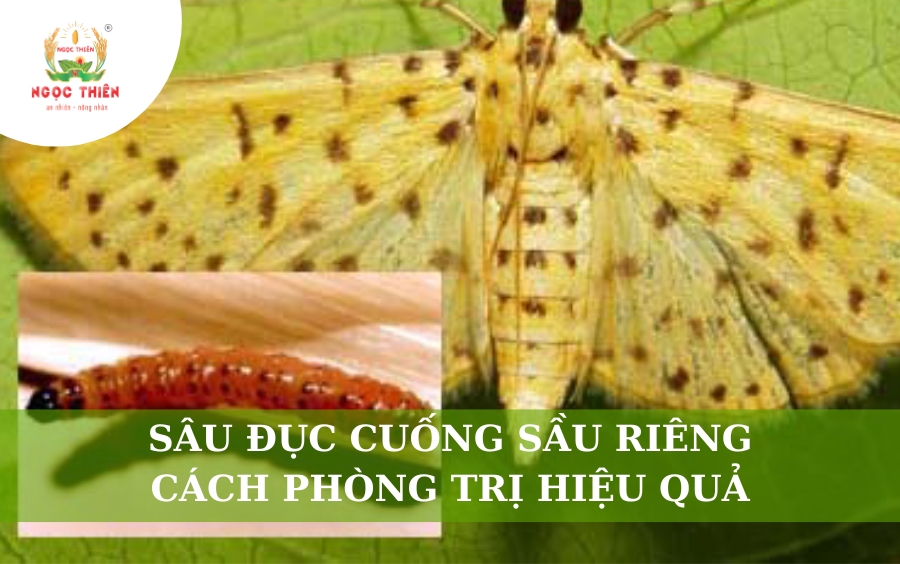 Sâu Đục Cuống Sầu Riêng: Cách Phòng Trị Hiệu Quả