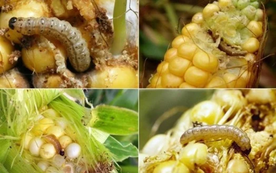 Sâu Đục Thân Ngô: Nhận Biết, Tác Hại Và Giải Pháp Đặc Trị