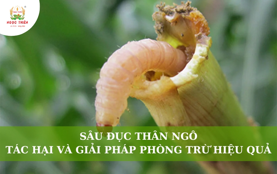 Sâu Đục Thân Ngô: Nhận Biết, Tác Hại Và Giải Pháp Đặc Trị