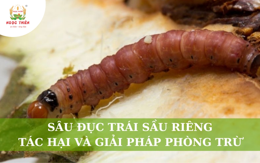 Sâu Đục Trái Sầu Riêng: Tác Hại & Giải Pháp Phòng Trừ Hiệu Quả