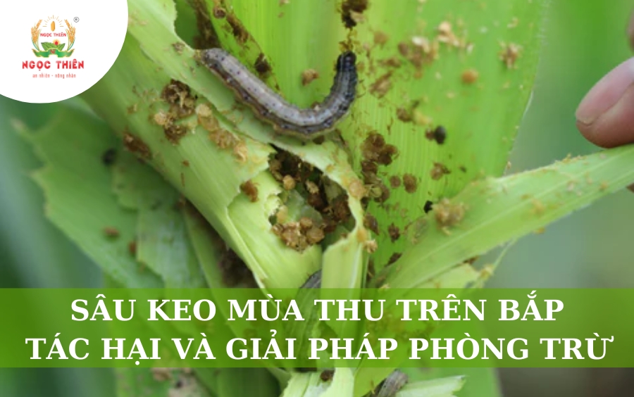 Sâu Keo Mùa Thu Trên Bắp: Tác Hại Và Giải Pháp Phòng Trừ