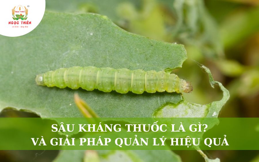 Sâu Kháng Thuốc Là Gì? Và Giải Pháp Quản Lý Hiệu Quả