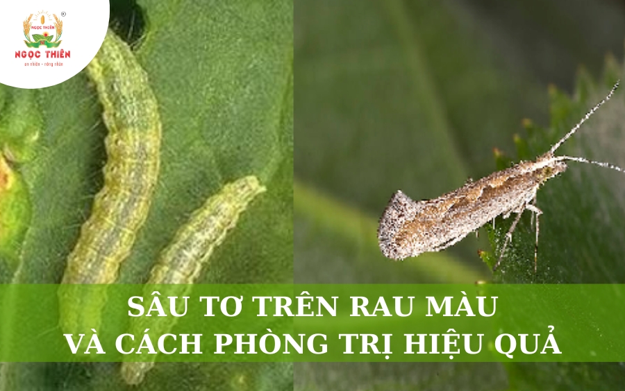 Sâu Tơ Trên Rau Màu Và Cách Phòng Trị Hiệu Quả