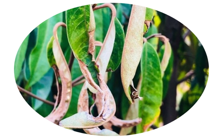 Thuốc Trừ Rầy Xanh Hiệu Quả, Chất Lượng Cao