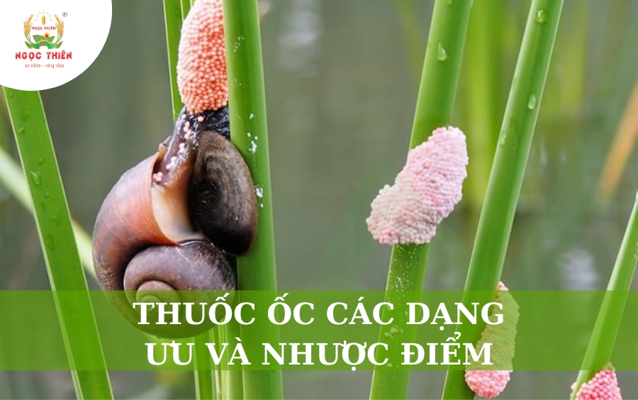 Thuốc Ốc Các Dạng: Ưu và Nhược Điểm