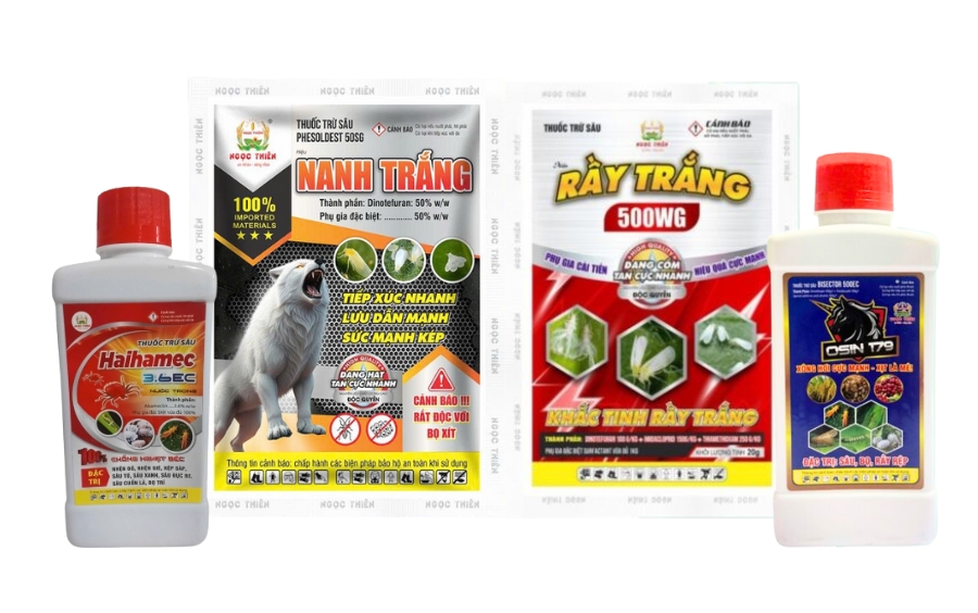Bọ Xít Là Gì? Tác Hại & Giải Pháp Phòng Trừ