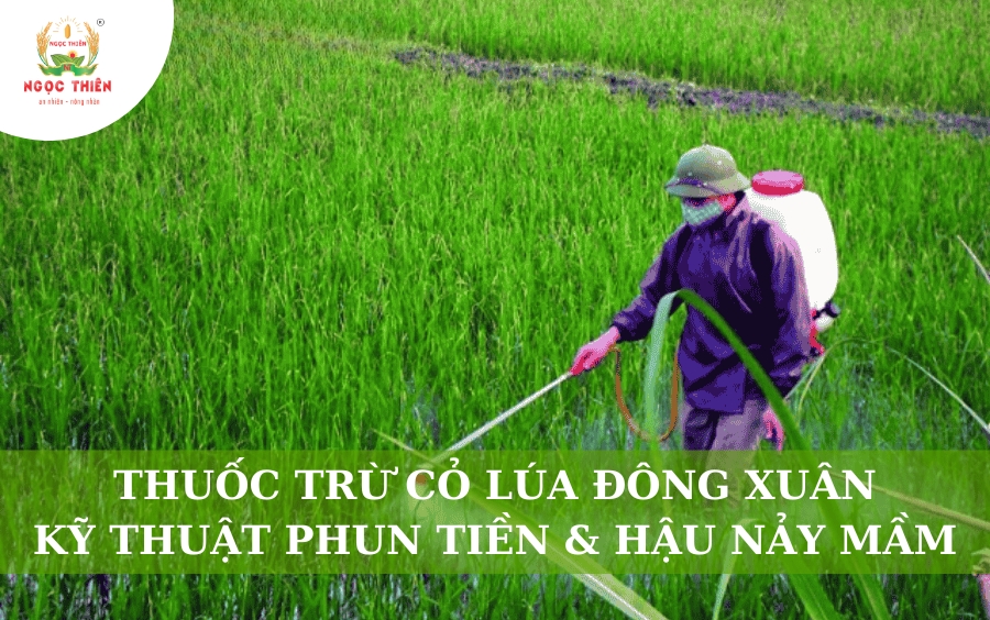 Thuốc Trừ Cỏ Lúa Đông Xuân Và Kỹ Thuật Phun