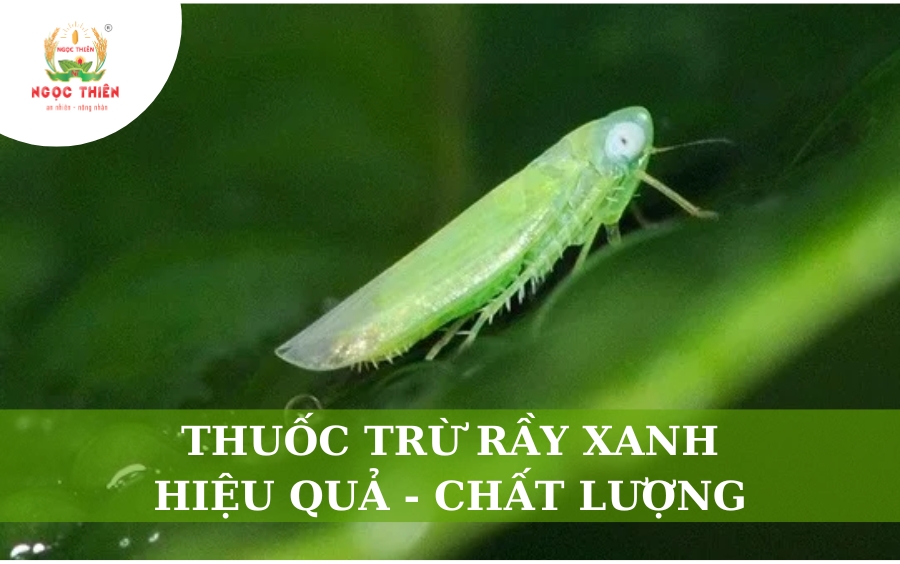 Thuốc Trừ Rầy Xanh Hiệu Quả, Chất Lượng Cao